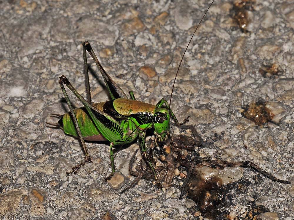 Tettigonia viridissima ed Eupholidoptera chabreri: deposiz.